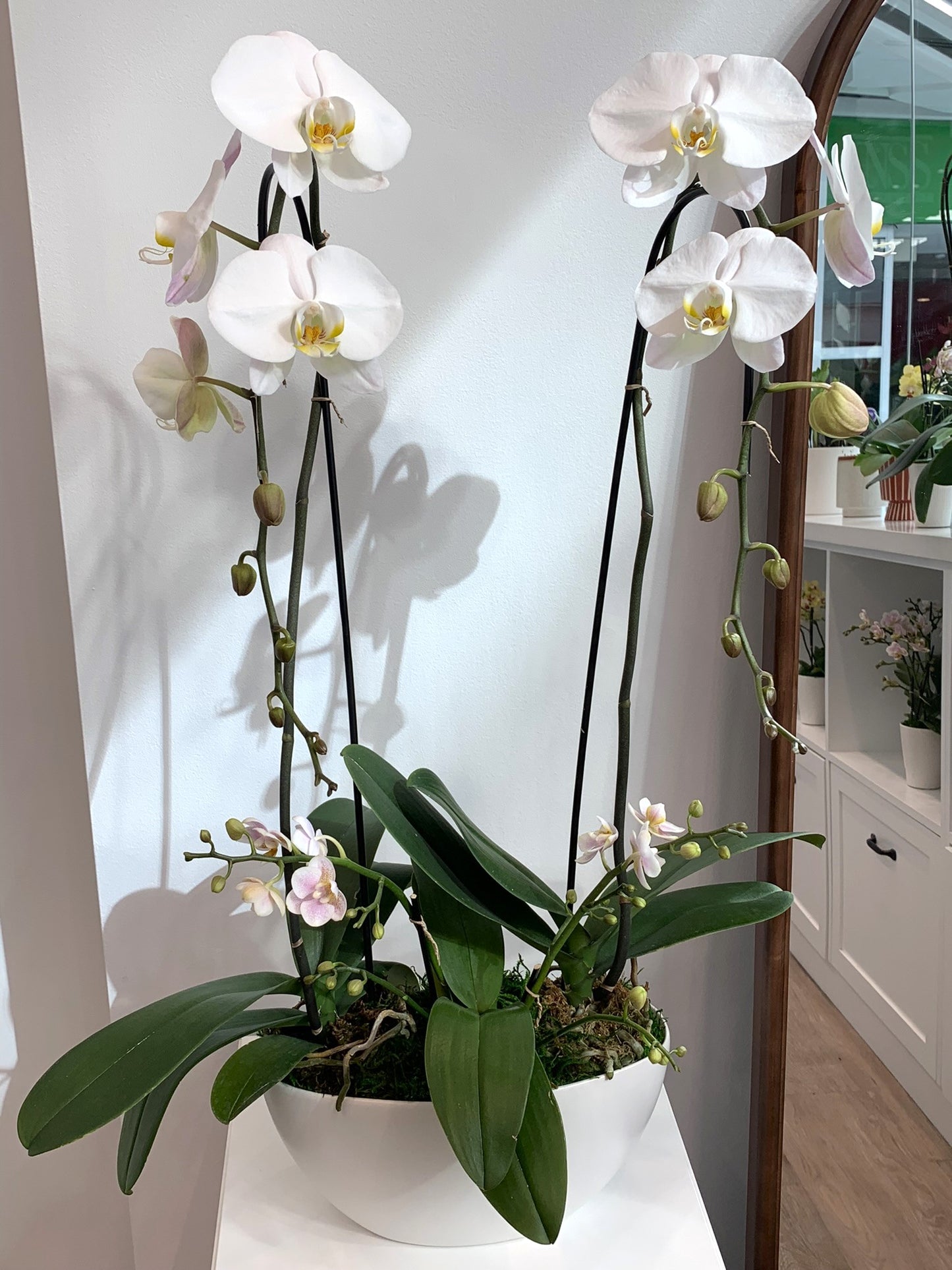 Mixed Colour Orchid Arrangement