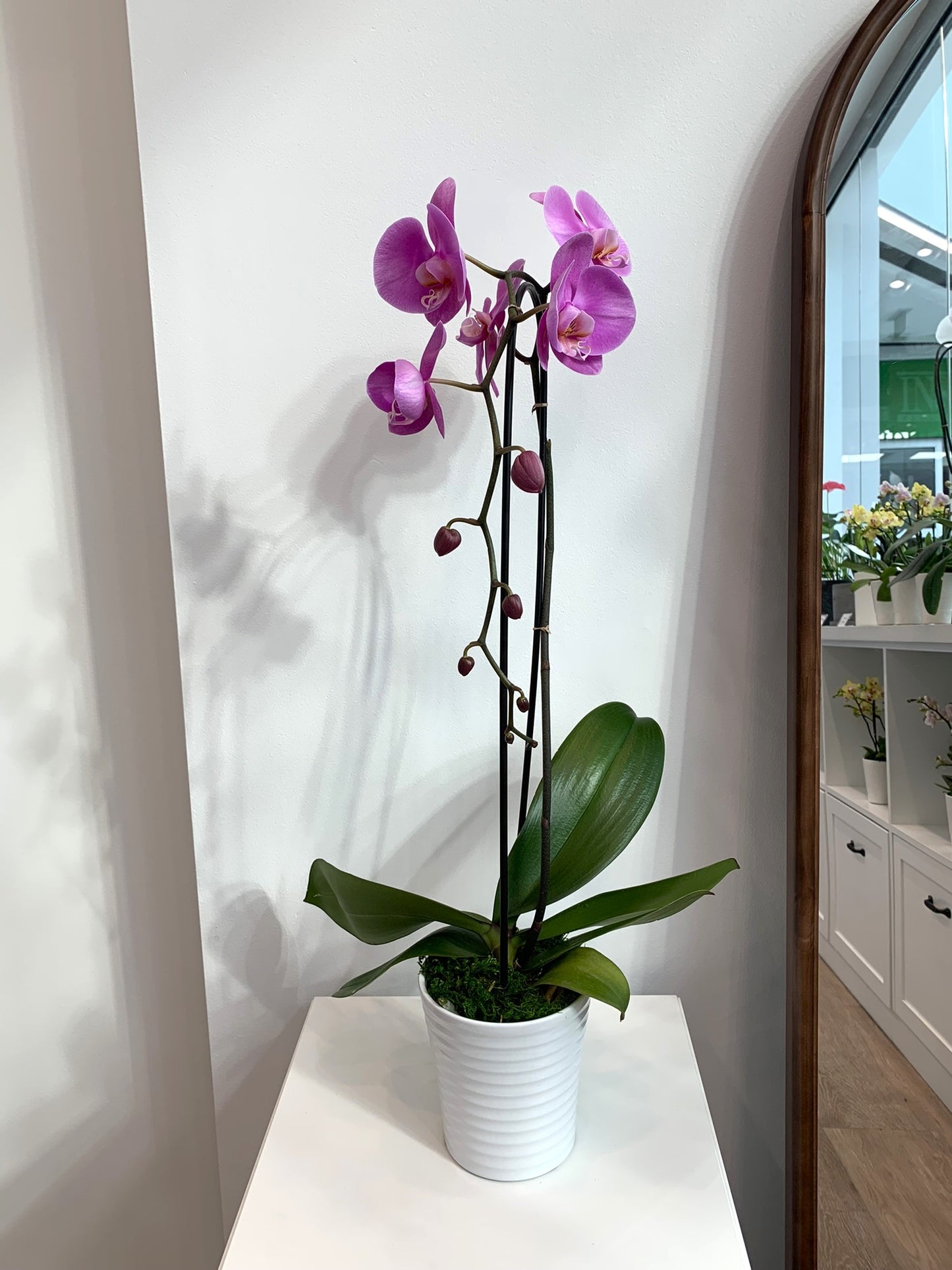 Large Light Purple Orchid (1 Stem)