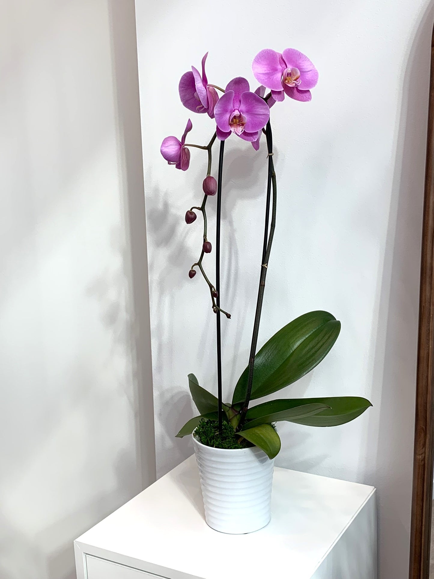 Large Light Purple Orchid (1 Stem)