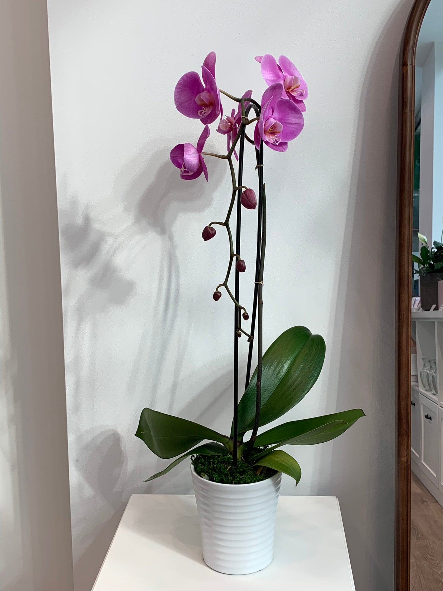 Large Light Purple Orchid (1 Stem)