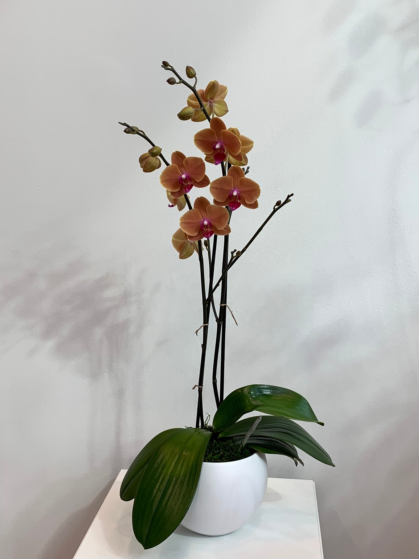 Large Moonstone Orchid (2 stems)