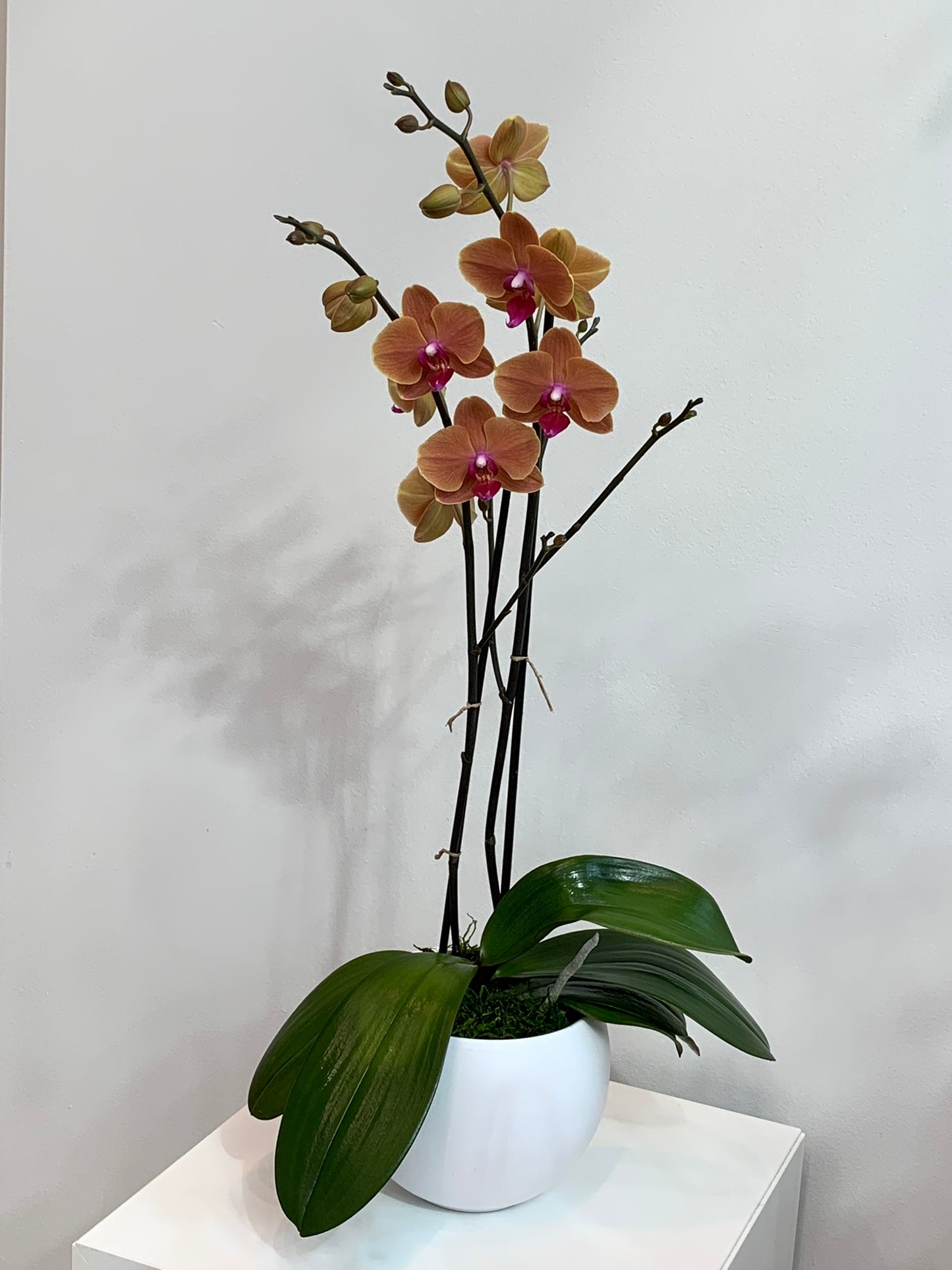 Large Moonstone Orchid (2 stems)