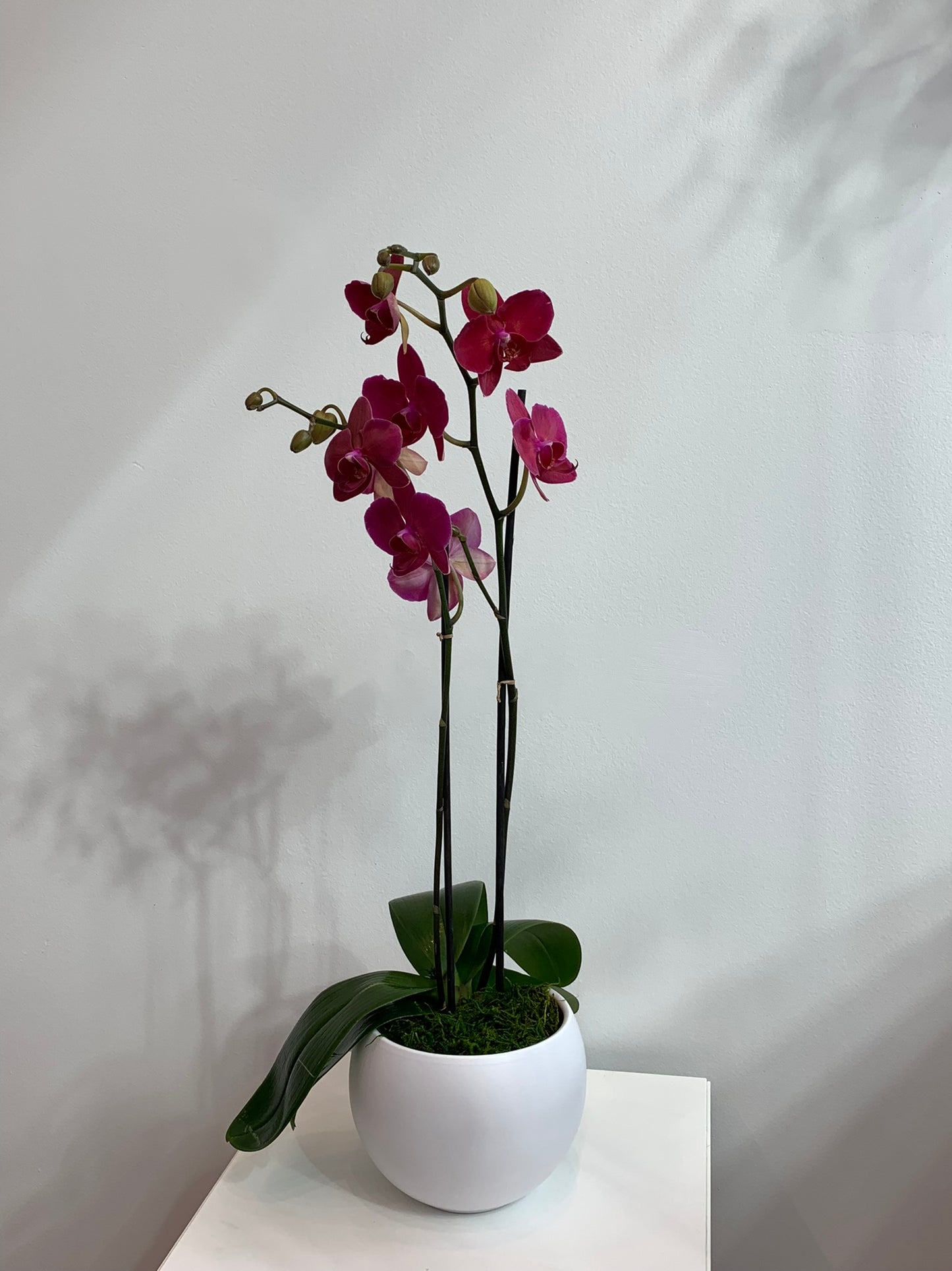 Large Ruby Orchid (2 stems)