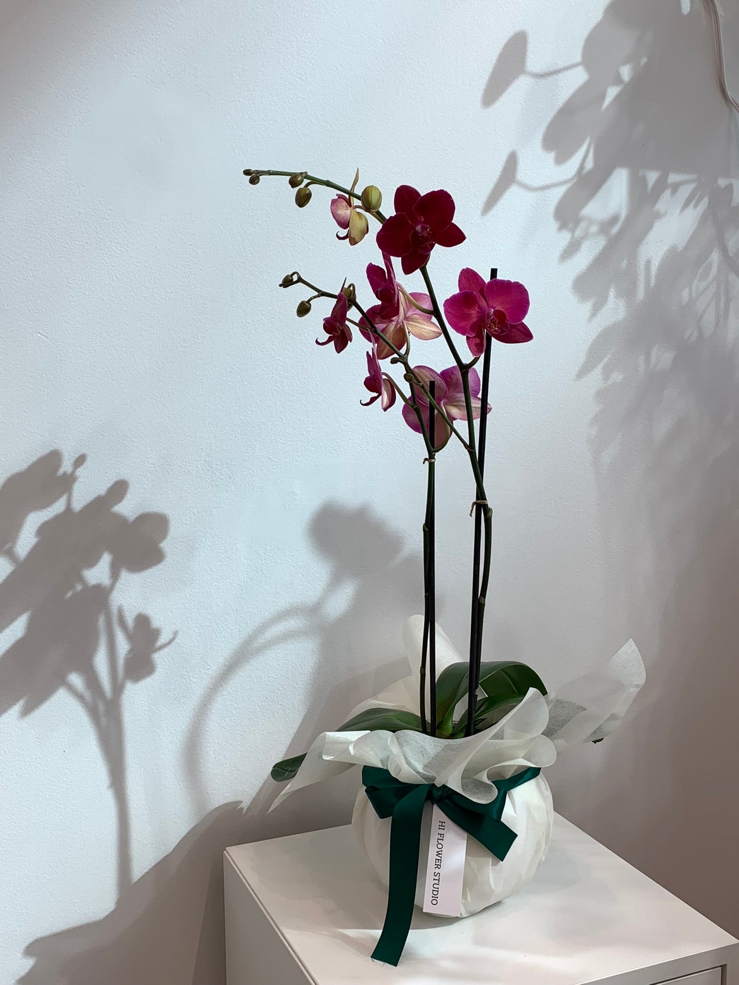 Large Ruby Orchid (2 stems)