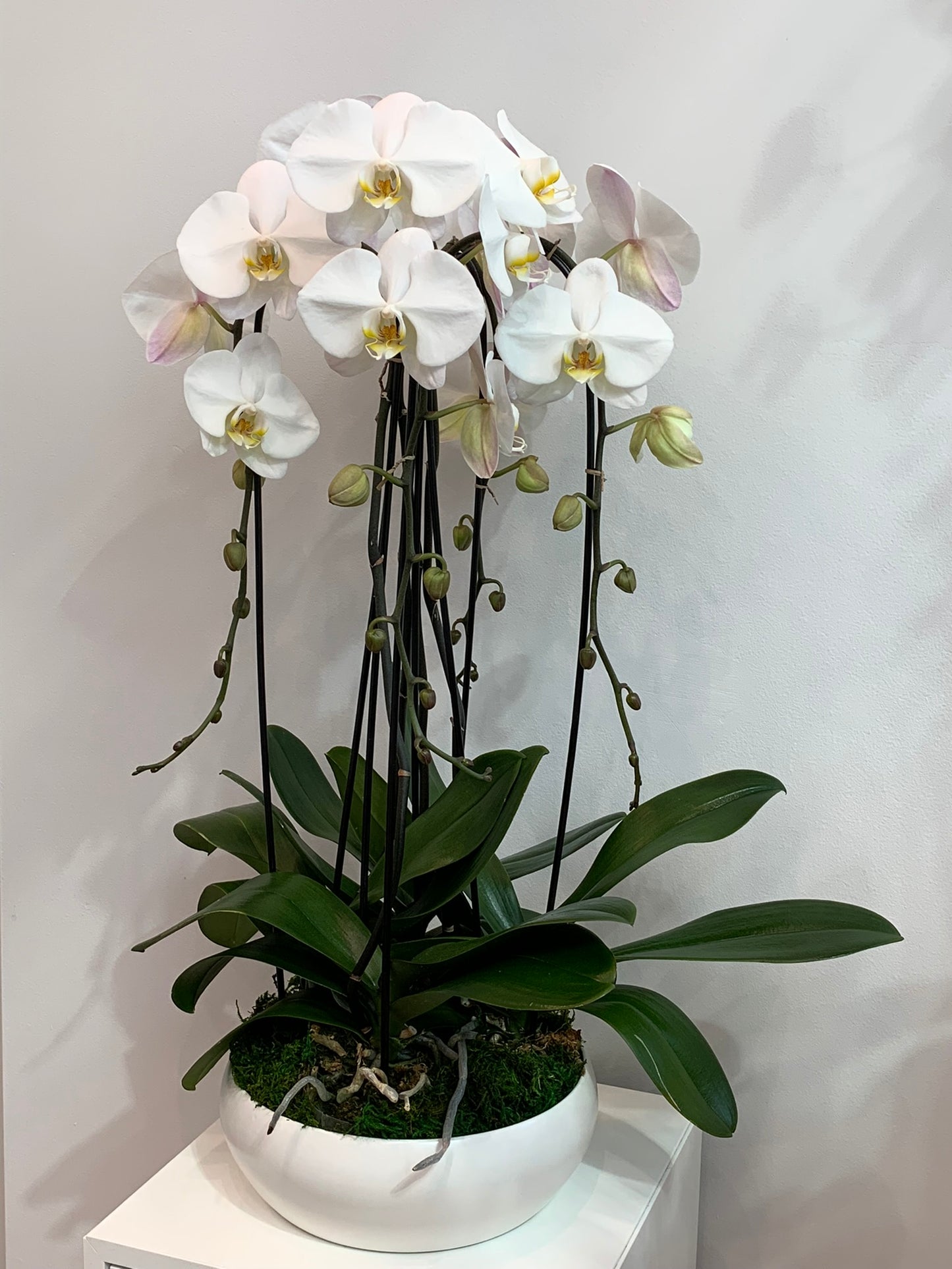 Elegant Orchid Arrangement