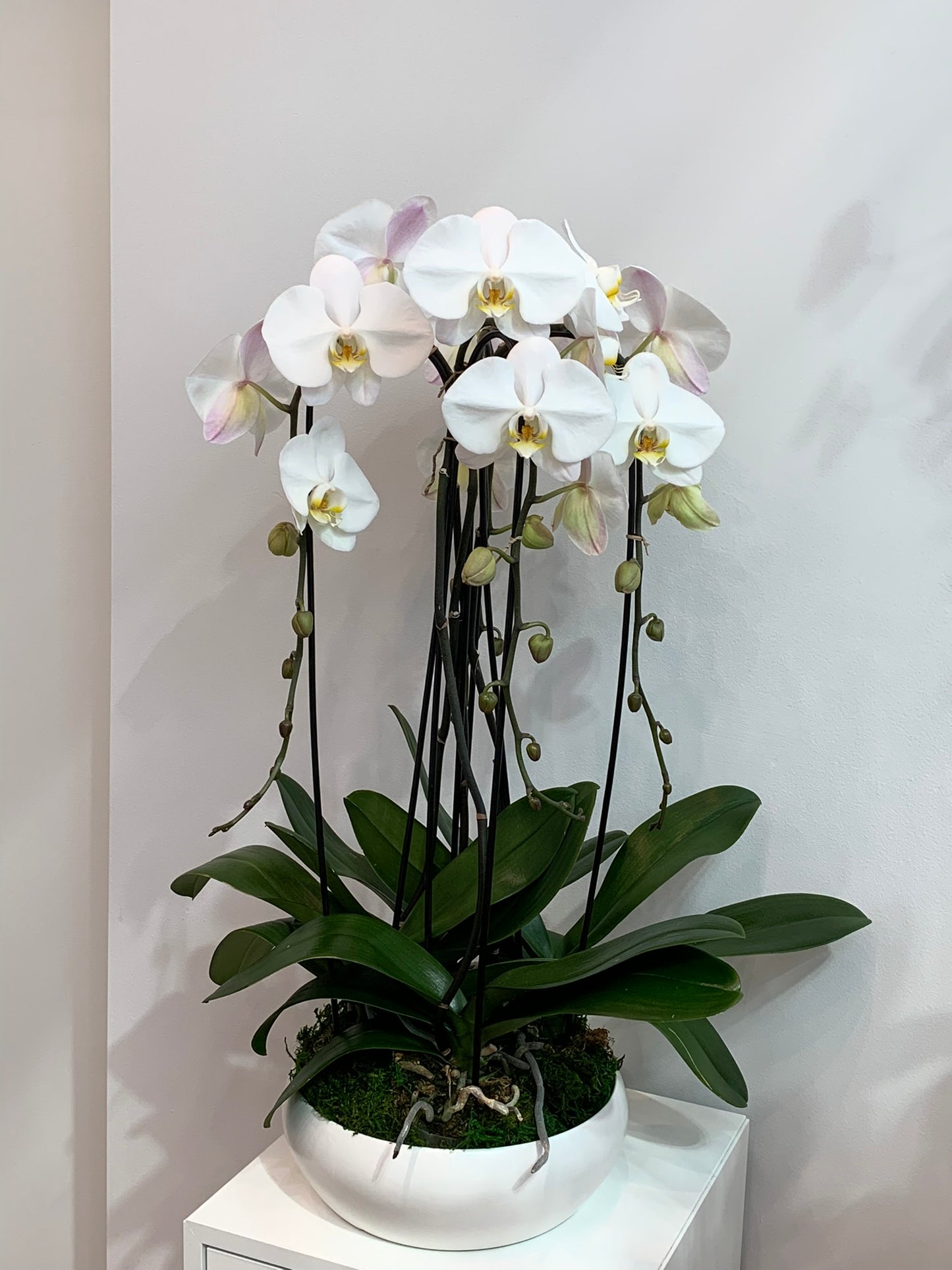 Elegant Orchid Arrangement