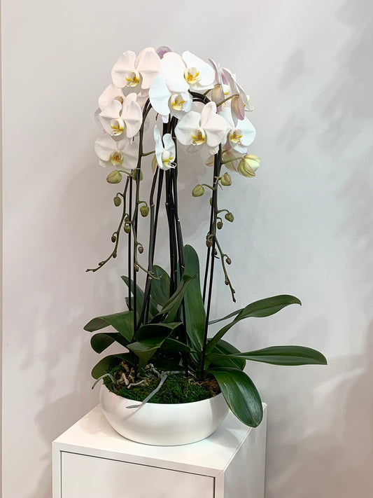 Elegant Orchid Arrangement