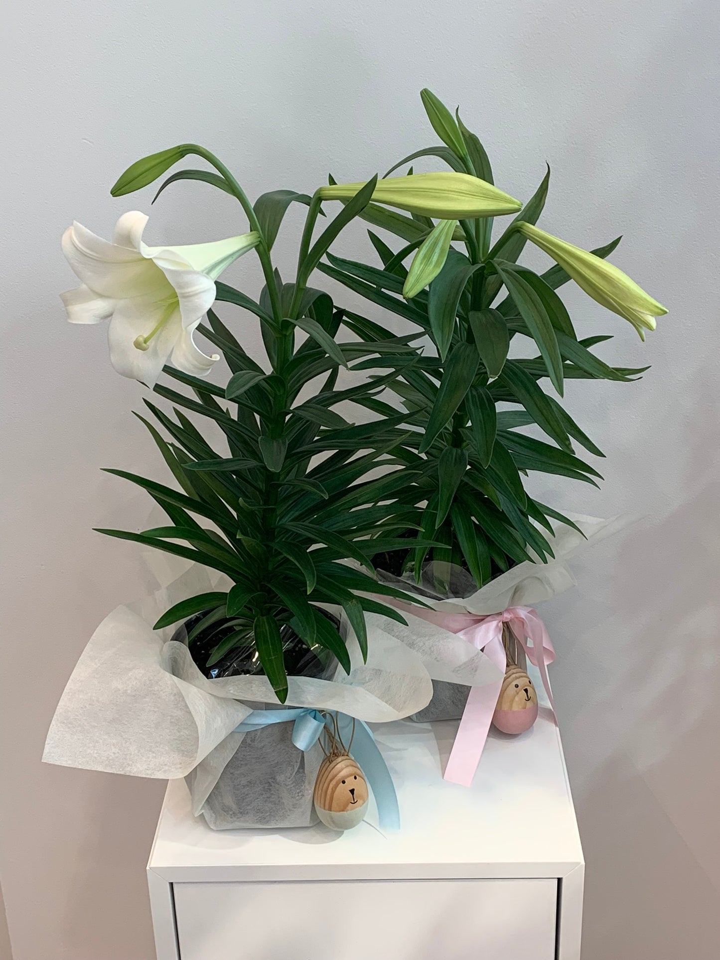 Easter Lily
