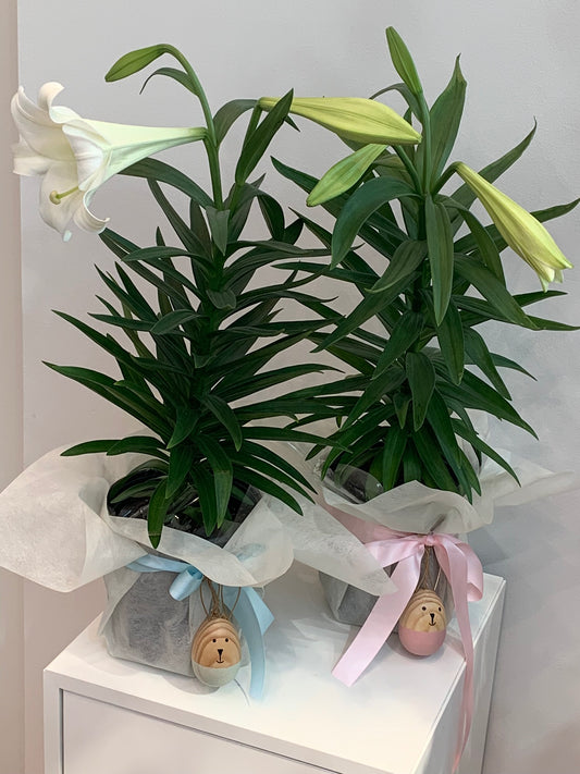 Easter Lily