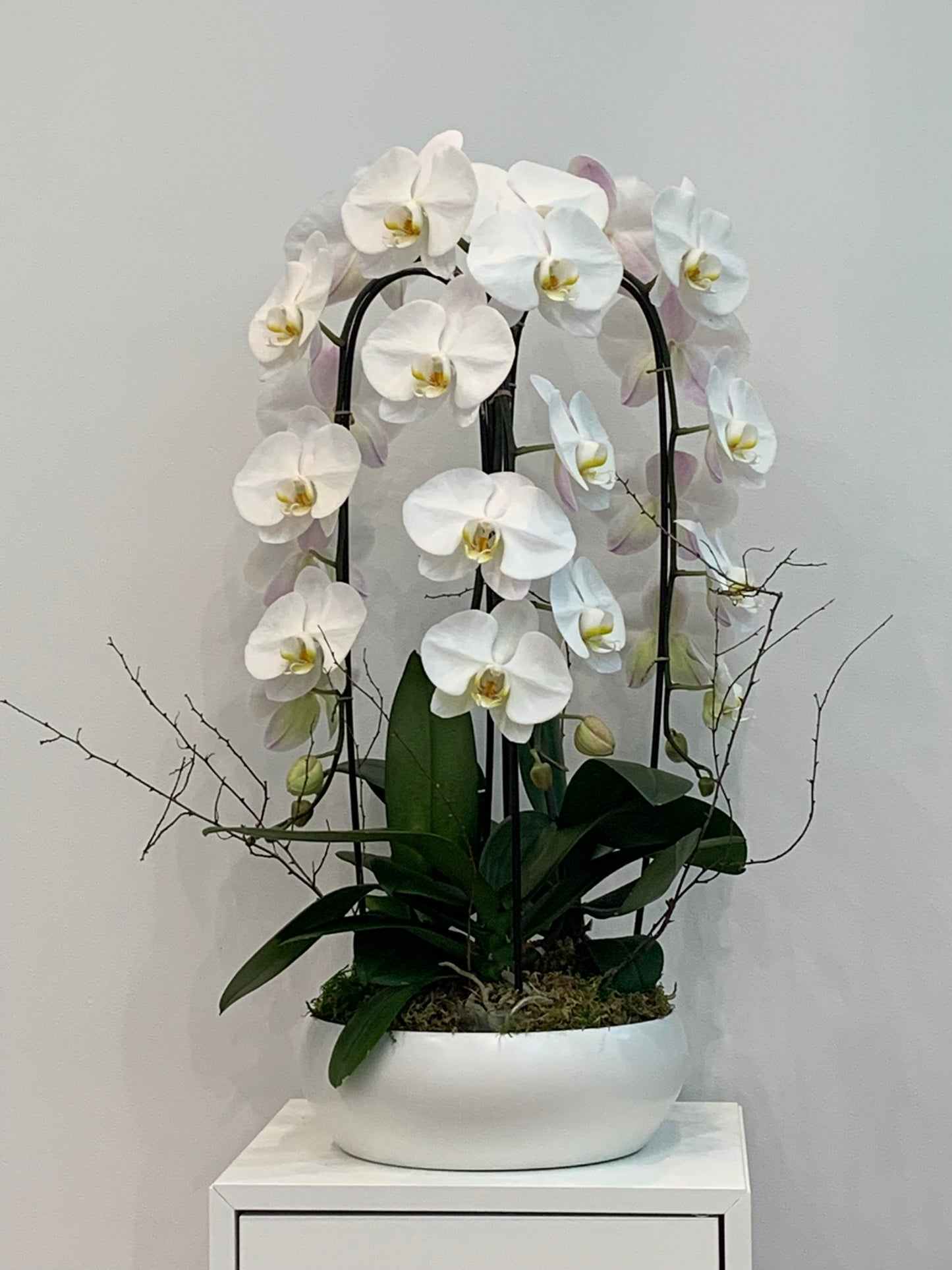 Orchid Breeze