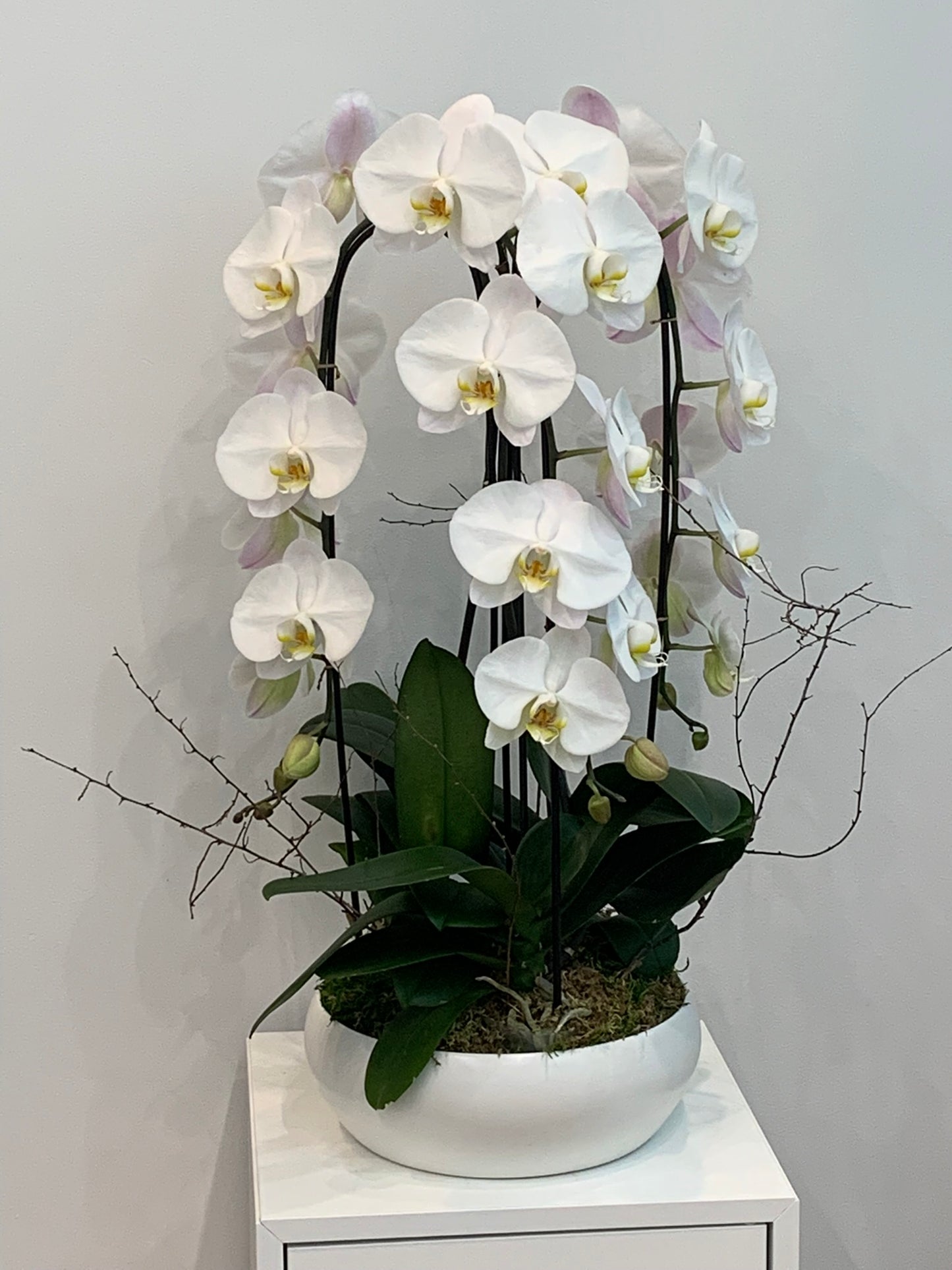 Orchid Breeze