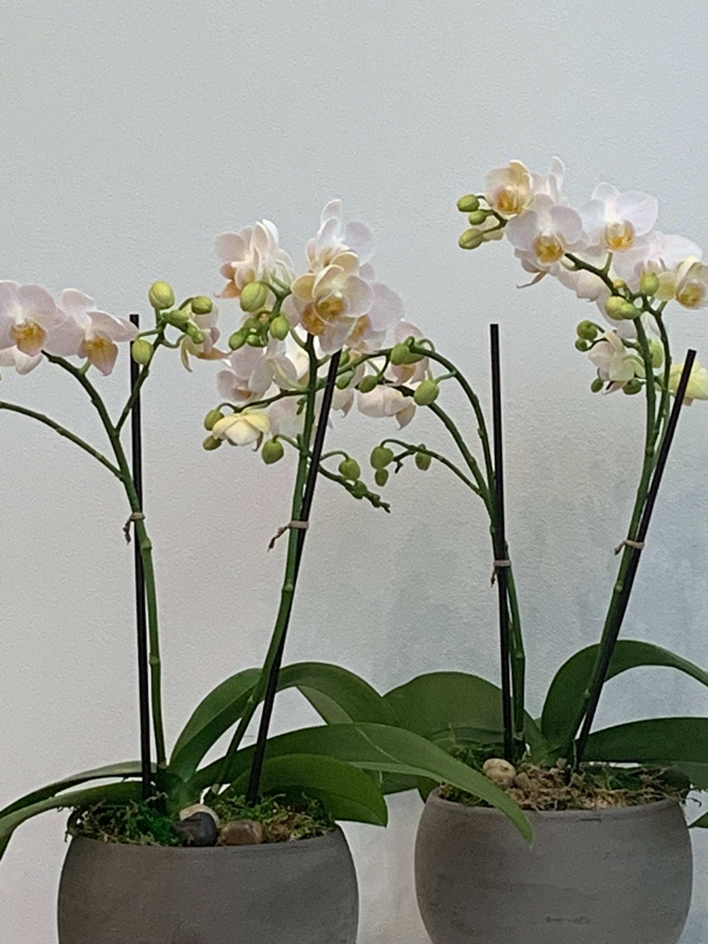 Mini Blush Orchid (2 Stems)