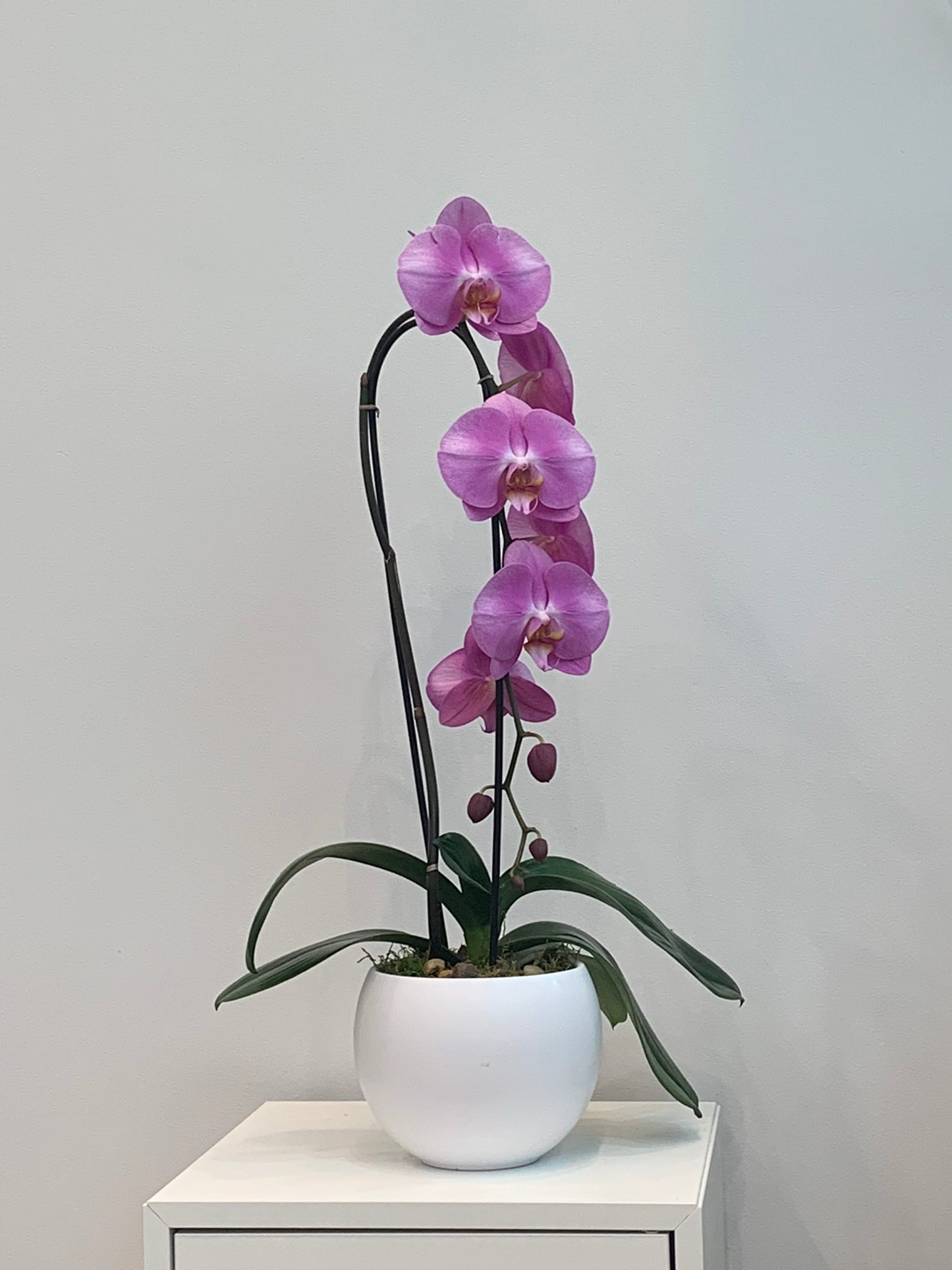 Large Light Purple Orchid (1 Stem)