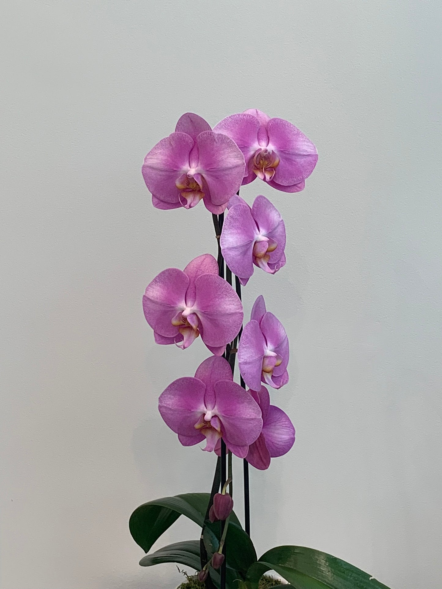 Large Light Purple Orchid (1 Stem)