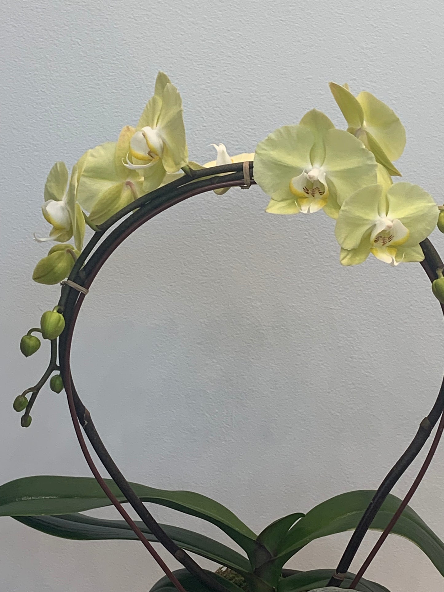 Large Yellow Hoop