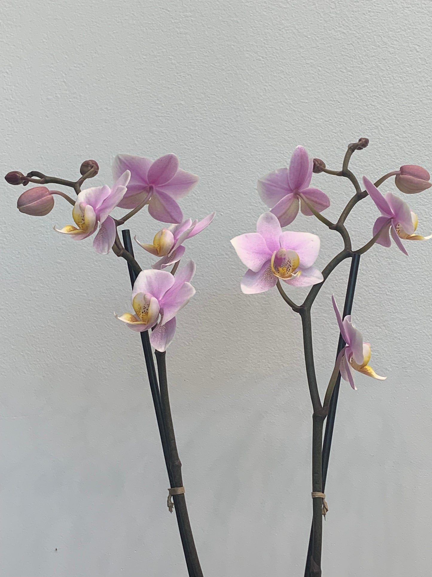 Mini Pink Orchid (2 Stems)