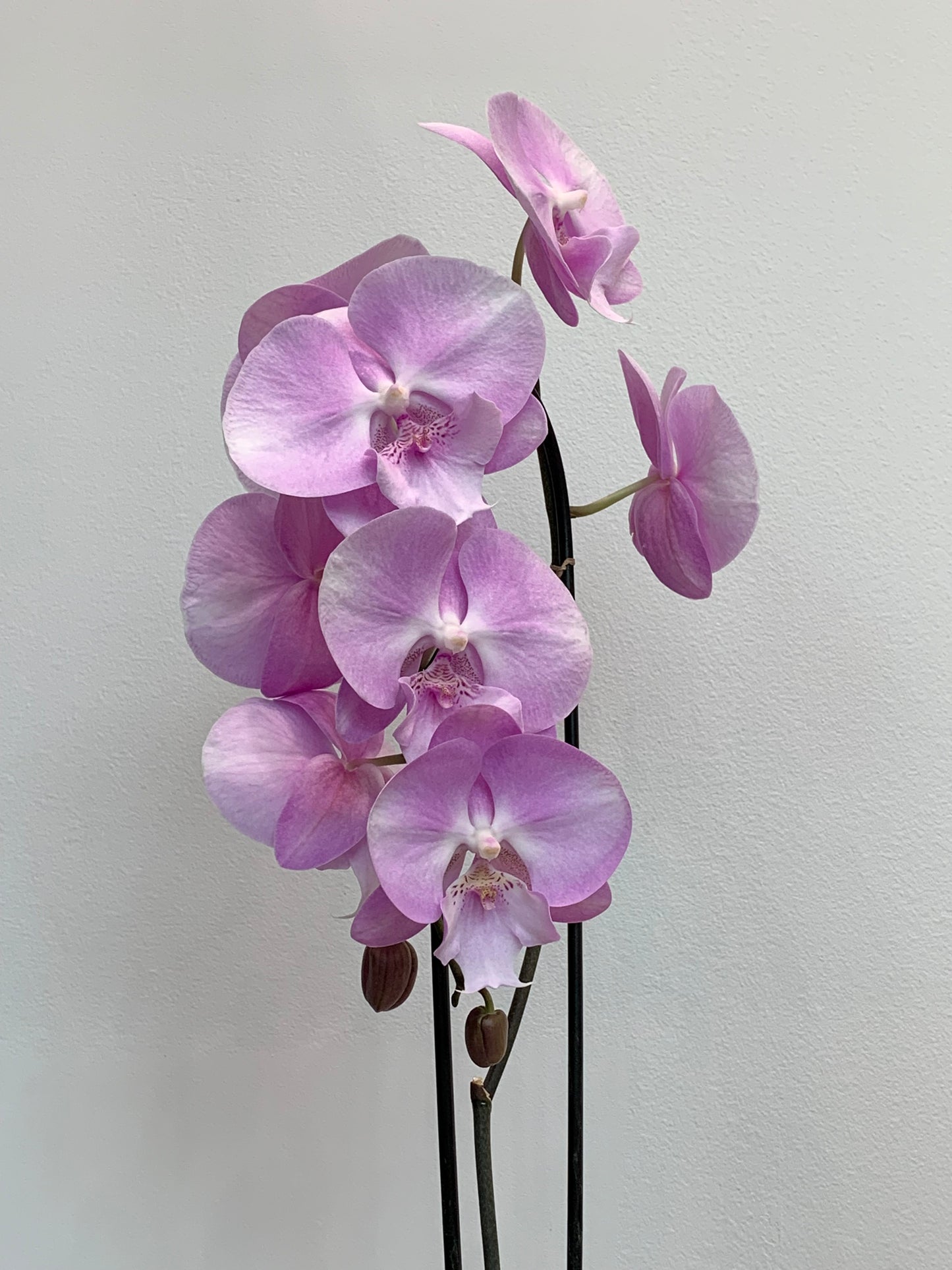 Large Pink Orchid (1 Stem)