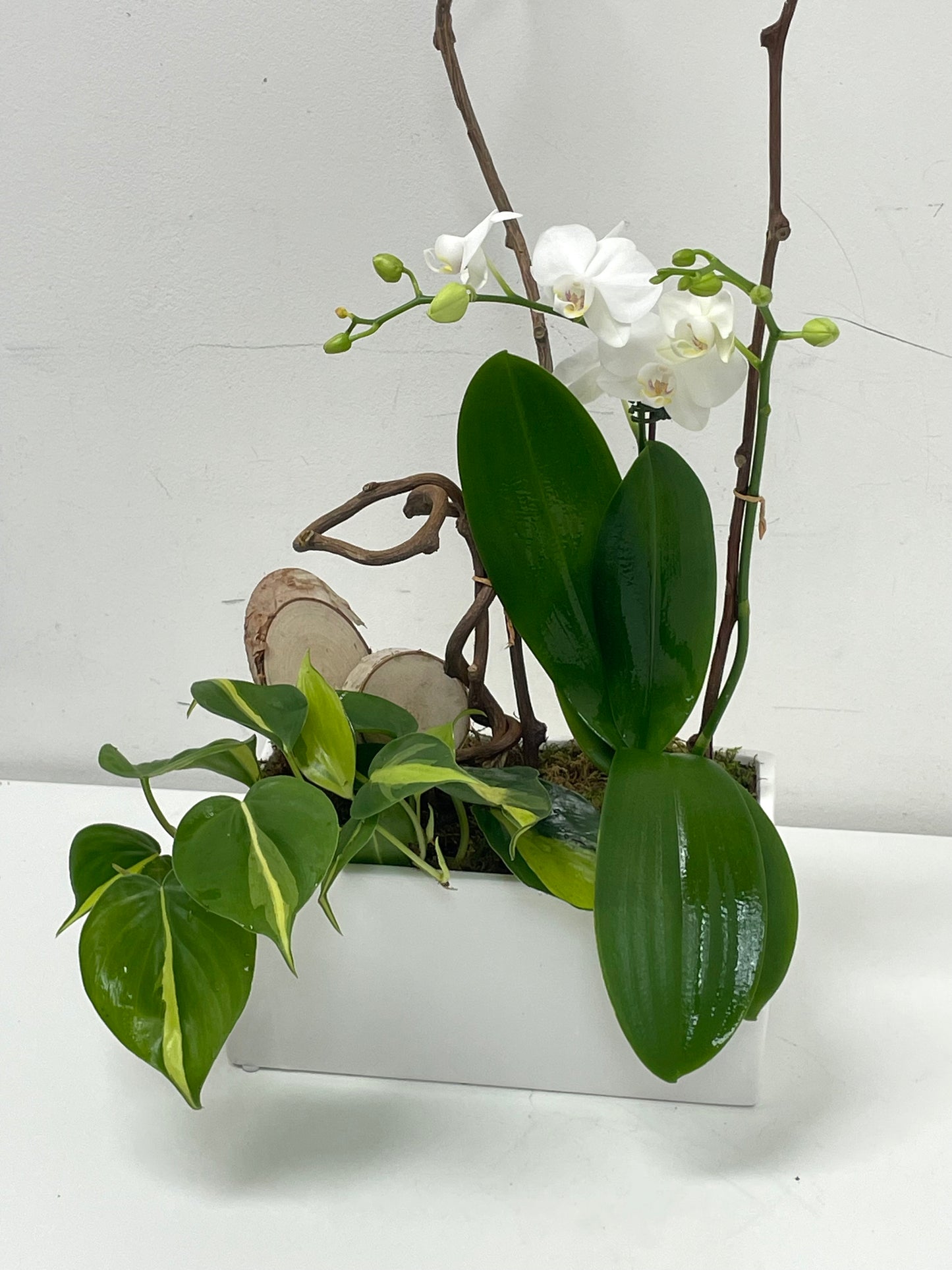 White Orchid Arrangement