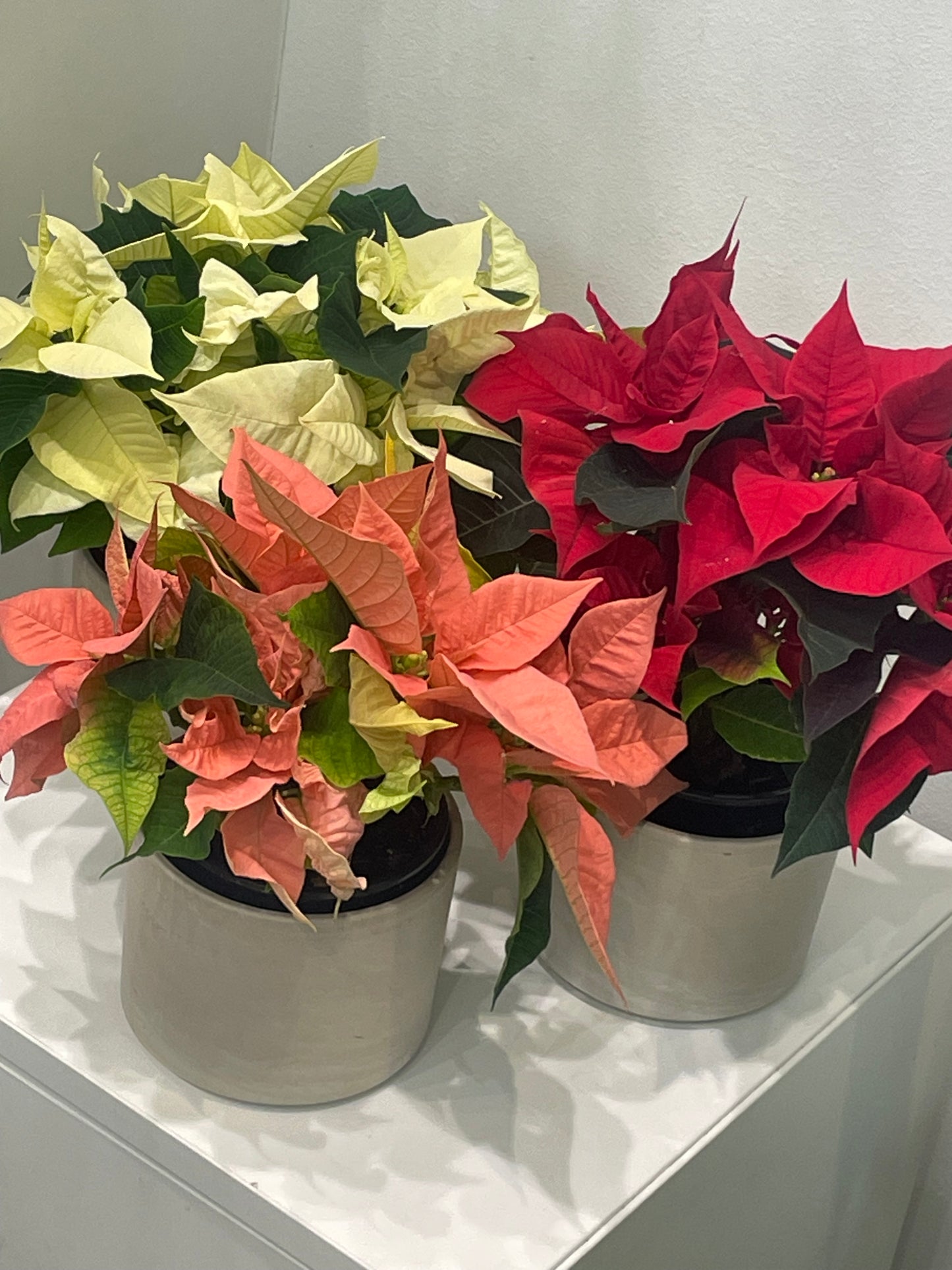 Poinsettia