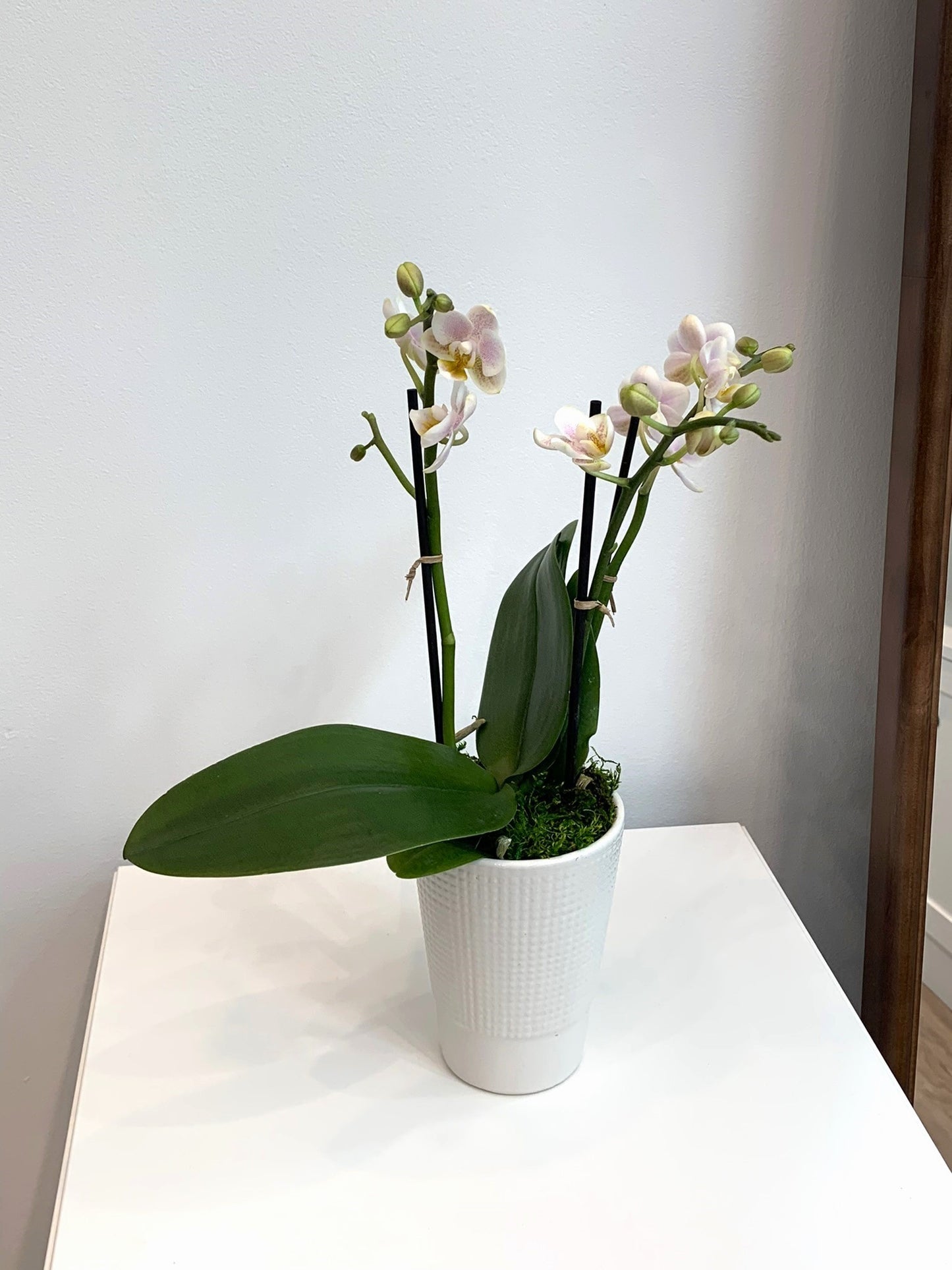 Mini Blush Orchid (2 Stems)