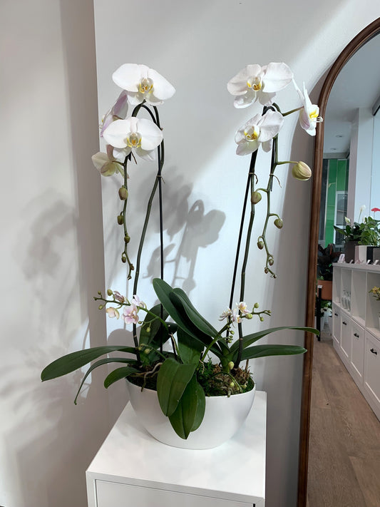 Mixed Colour Orchid Arrangement