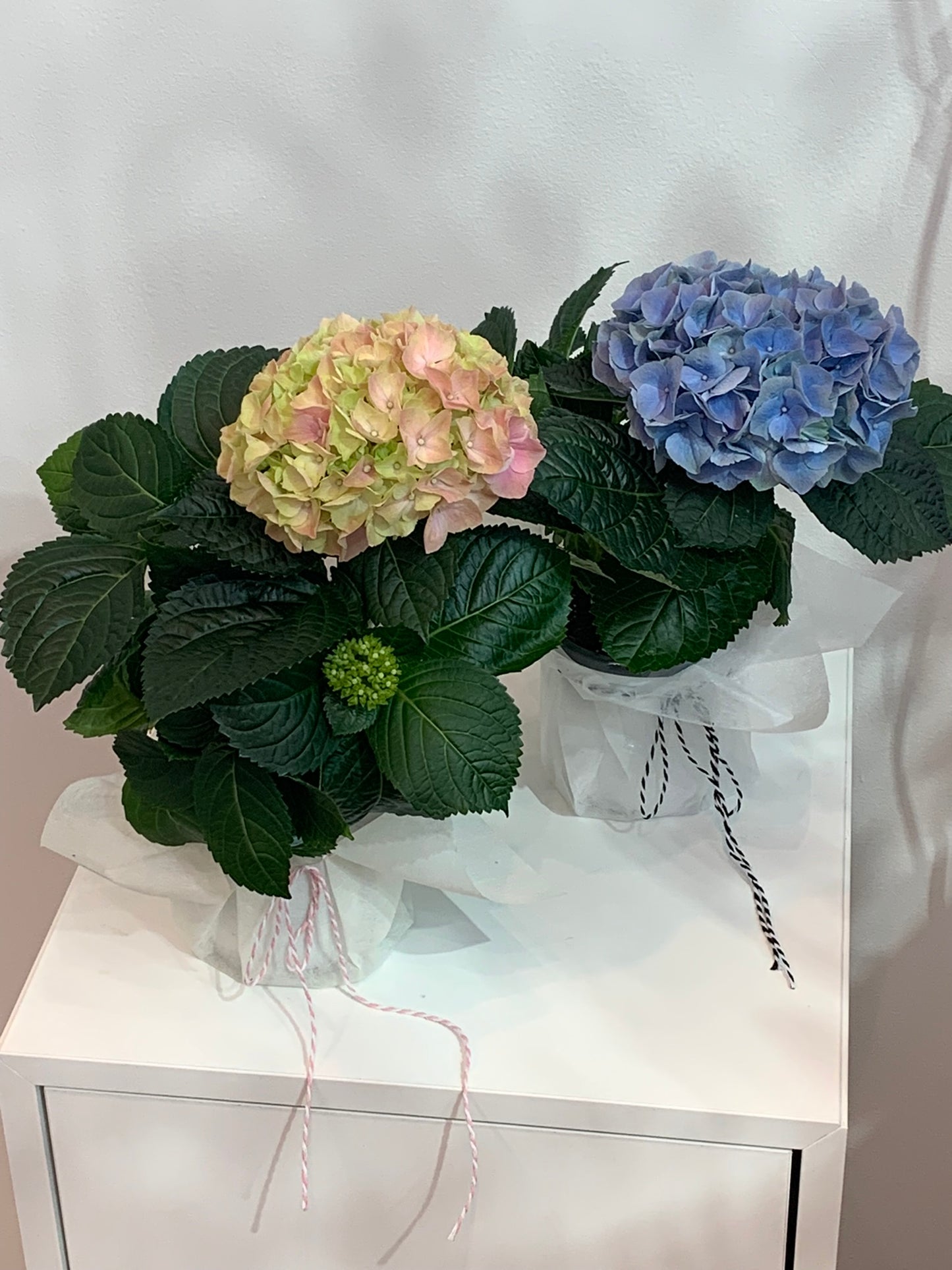 Easter Hydrangea