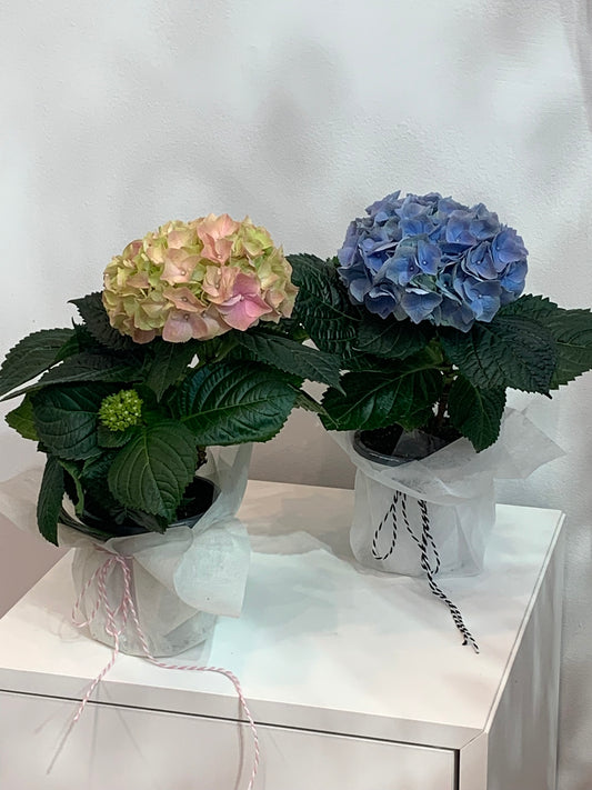 Easter Hydrangea