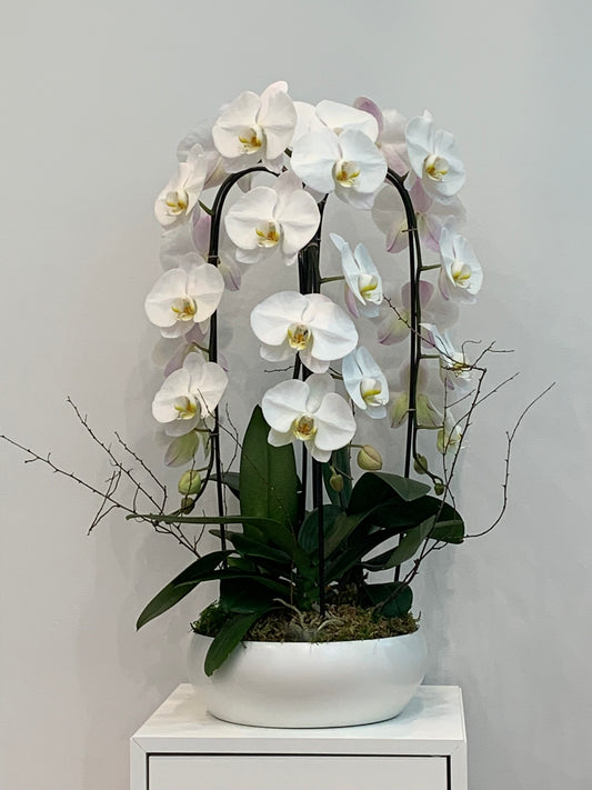 Orchid Breeze