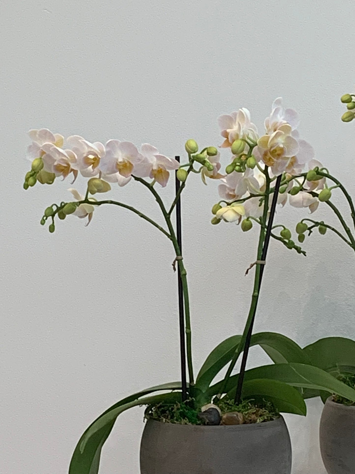 Mini Blush Orchid (2 Stems)