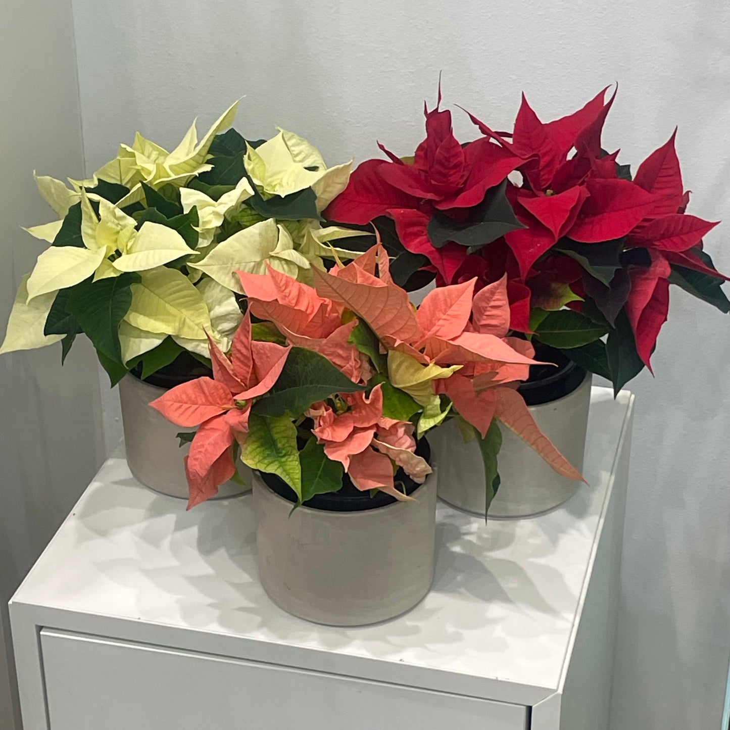 Poinsettia